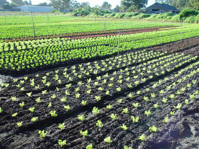 电报下载的内容在哪？